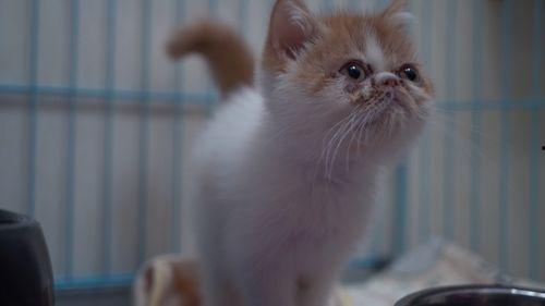 类似猫咪的在线视频,跟随猫咪在线视频，领略萌宠风采