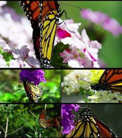 花蝴蝶在线视频日本,日本风情万种的视觉盛宴