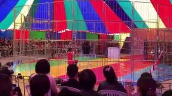 大棚歌舞现场在线视频