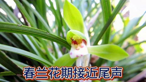 兰花春兰在线视频,探寻春兰之美